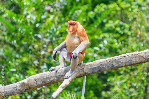 Fototapeta Naklejka Na Ścianę i Meble -  proboscis monkey or nasalis larvatus