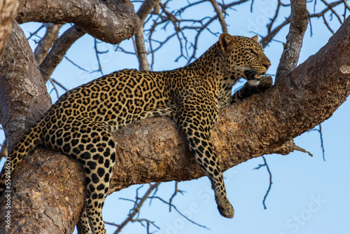 African leopard lying on a branch