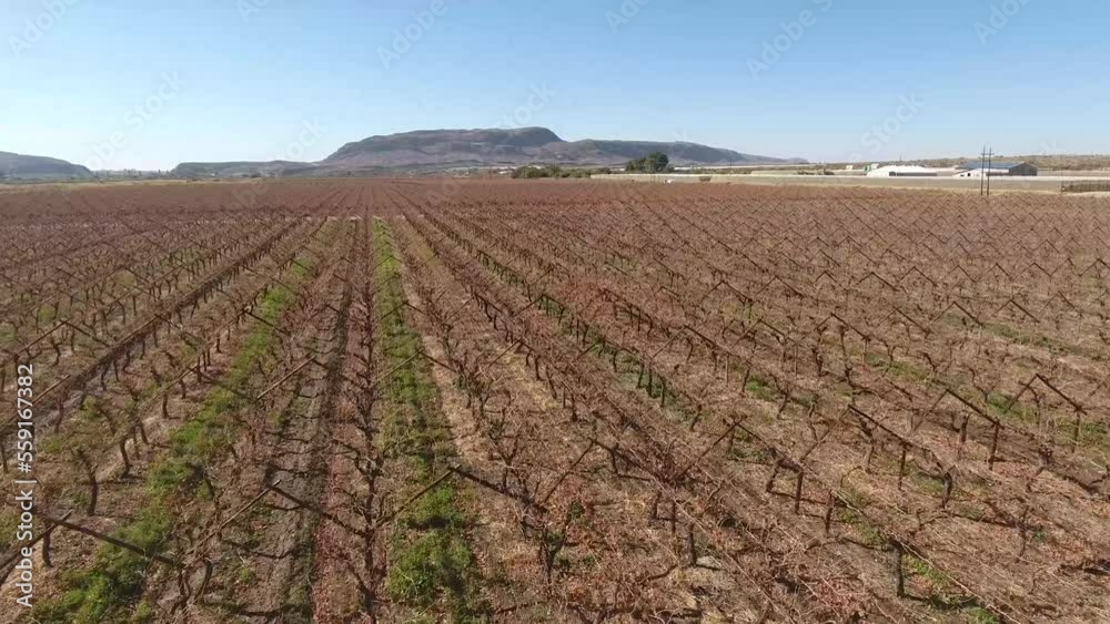 Aerial view of vineyards of a farm outside Upington, South Africa Aerial view of vineyards of a farm outside Upington, South Africa