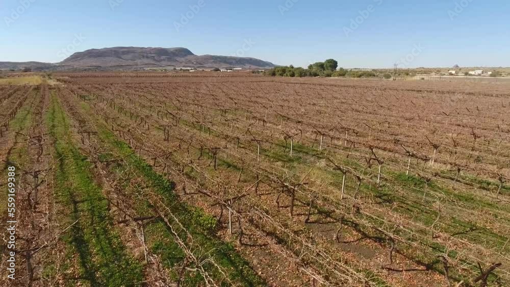 Aerial view of vineyards of a farm outside Upington, South Africa Aerial view of vineyards of a farm outside Upington, South Africa