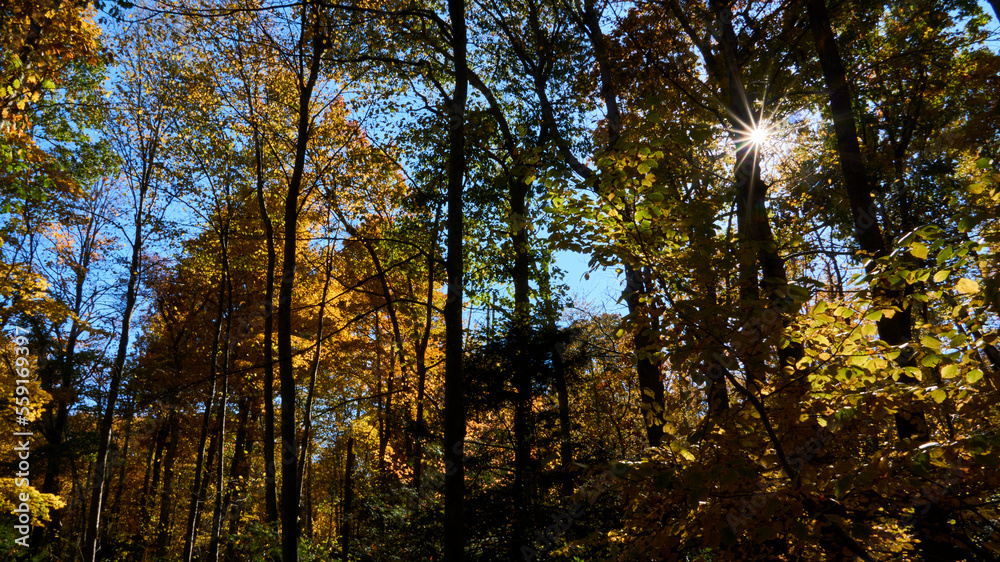 Fototapeta premium autumn in the forest (sunstar)