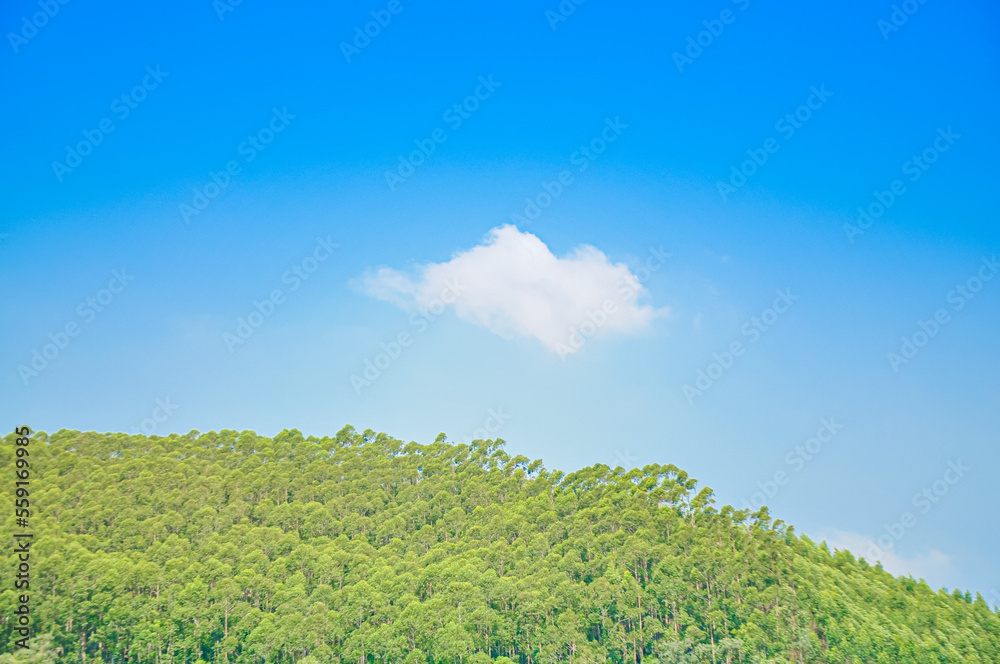 Fototapeta premium Eucalyptus tree forest and mountains.