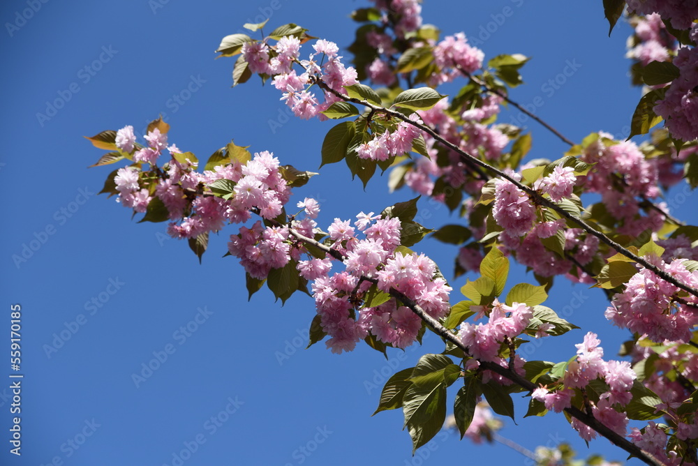 Cerisier fleuri au printemps Cerisier fleuri au printemps