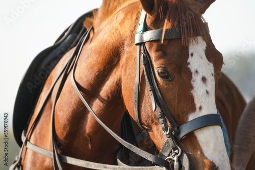 polo horse face closeup photo