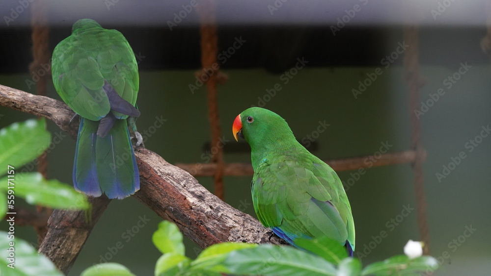 Obraz premium Eclectus Parrot|sumba eclectus|鹦鹉|桑巴岛