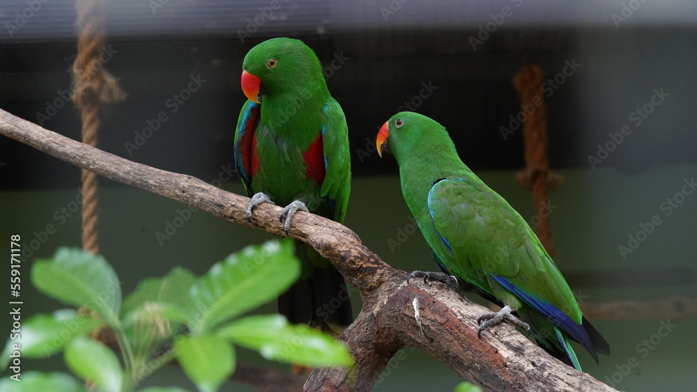 Eclectus Parrot|sumba eclectus|鹦鹉|桑巴岛