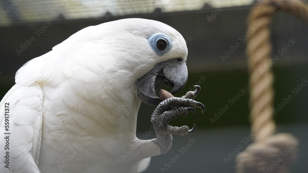Psittaciformes | Cacatuidae | Cacatua|Cacatua ophthalmica | 葵花鳳頭鸚鵡|藍眼鳳頭鸚鵡 Psittaciformes | Cacatuidae | Cacatua|Cacatua ophthalmica | 葵花鳳頭鸚鵡|藍眼鳳頭鸚鵡