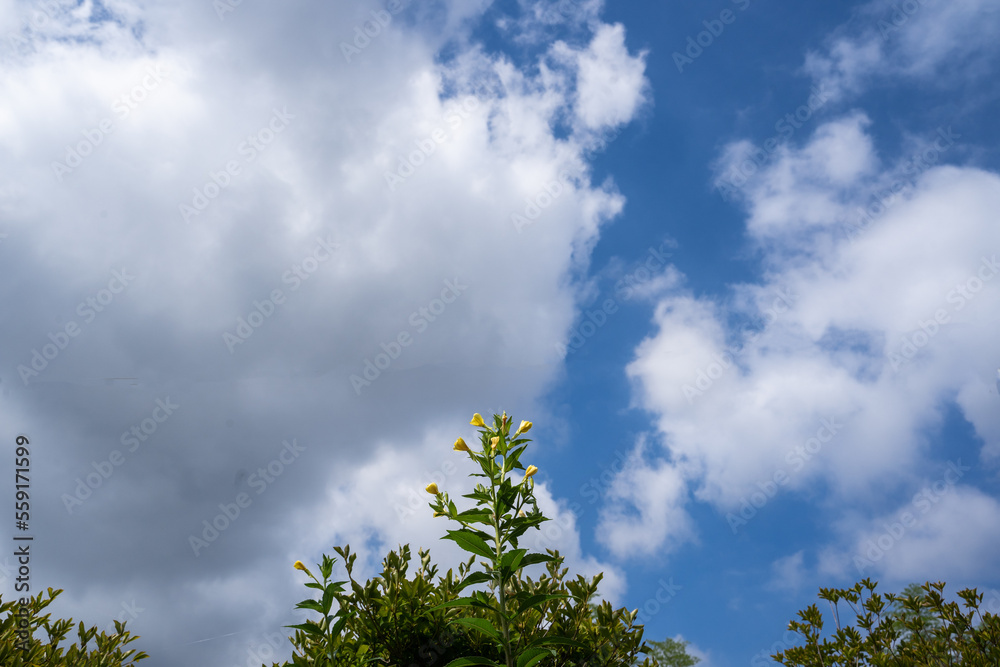 Obraz premium 夏の雄大な空にメマツヨイグサの花が伸びる