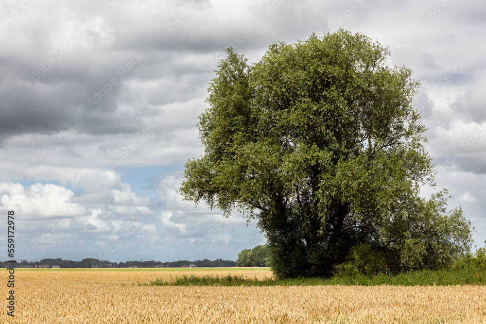 Dutch farmland in Groningen with corn field and ash tree Dutch farmland in Groningen with corn field and ash tree