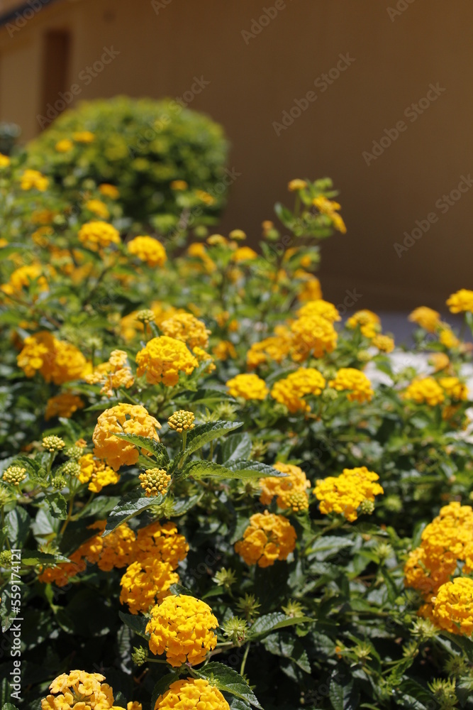 yellow flower lot
yellow flower lot