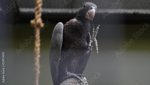 Dusky Parrot|Psittaciformes|Psittacidae|Pionus fuscus|暗色鹦哥|暗色鸚哥 photo