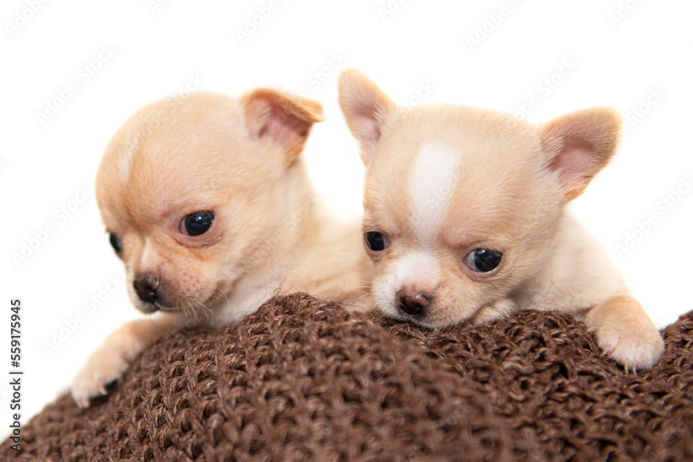 Funny chihuahua puppy dog isolated on the white background