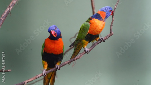 붉은목테앵무 (Aprosmictus erythropterus)는 호주와 뉴기니에 서식하는 중간 크기의 앵무새로, 화려한 깃털과 활발한 성격으로 잘 알려져 있습니다. 특히 목 주위의 붉은색 깃털이 특징이며, 이를 통해 이름이 유래되었습니다. photo