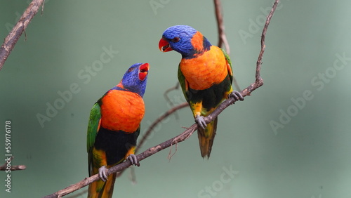 Red-collared lorikeet | Psittaciformes| Trichoglossus|Trichoglossus| 紅領吸蜜鸚鵡 | rubritorquis红领彩虹鹦鹉