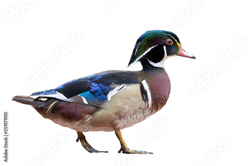 Leinwand Poster Wood duck or Carolina duck Isolated (Aix sponsa)