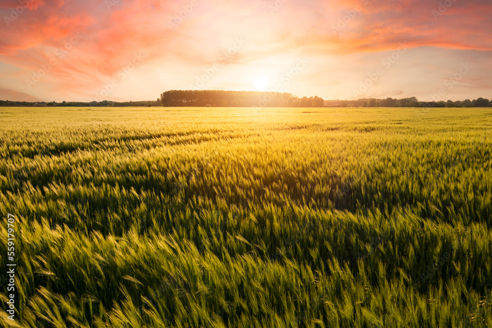 Beautiful sunset over the wheat field, developing wheat, beautiful golden wheat field, cultivated agricultural land