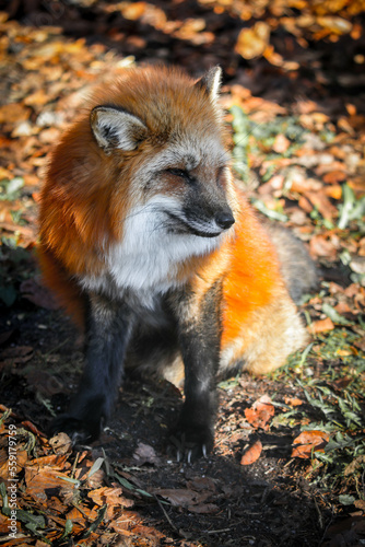 portrait of a red fox (vulpes vulpes).