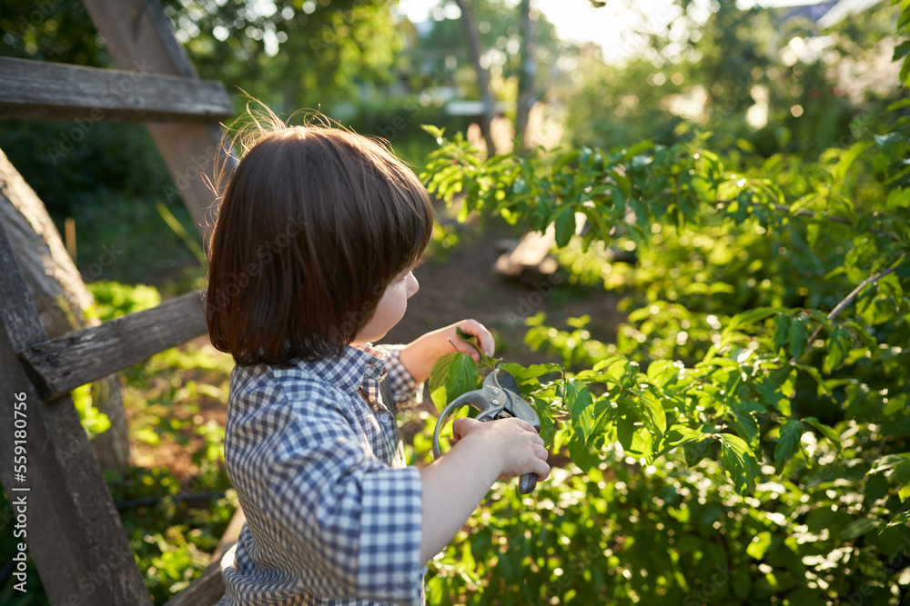 A child in the sector is cutting branches at a bush in the garden. Selective focus. A child in the sector is cutting branches at a bush in the garden. Selective focus.