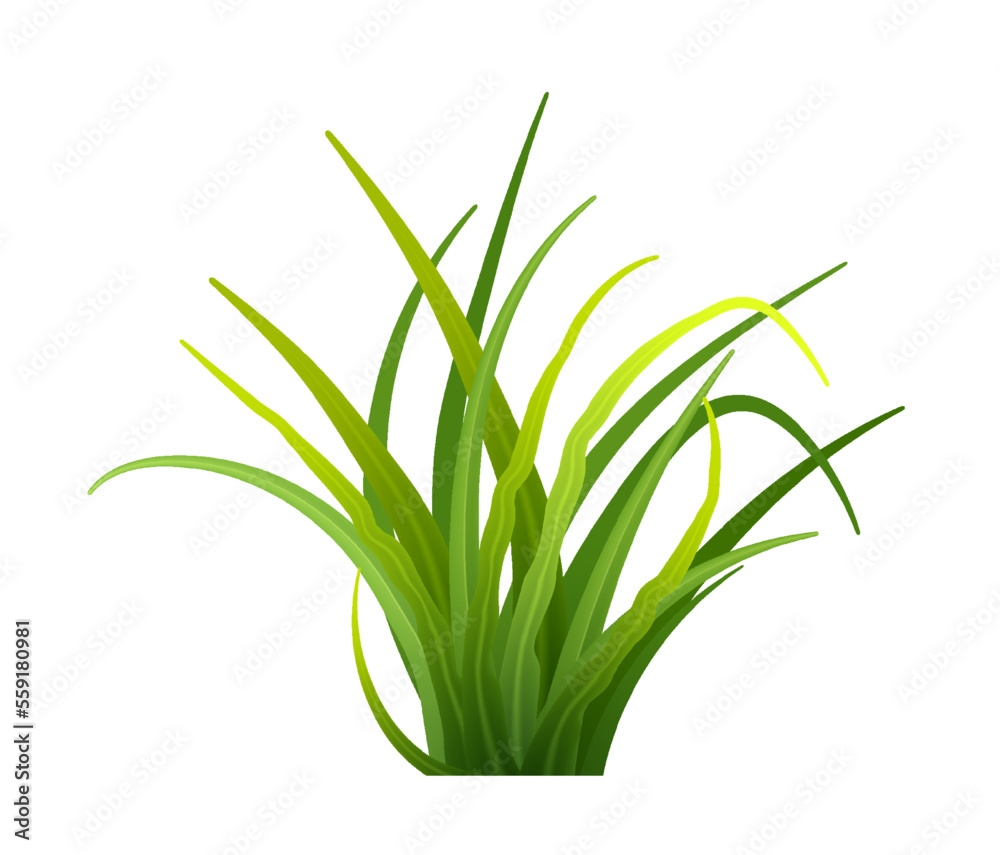 Bunch spring fresh greens isolated. Realistic Green grass. Vector , PNG objects isolated.