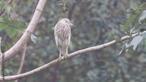 4k video of a indian pond heron (without editing). photo