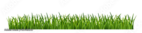 Green fresh grass borders isolated. Realistic fresh spring plants. PNG,