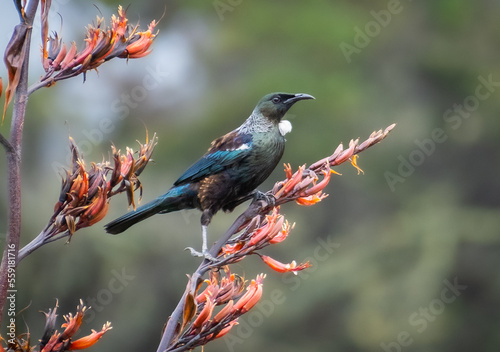 Native NZ Tui bird on flax flower stem