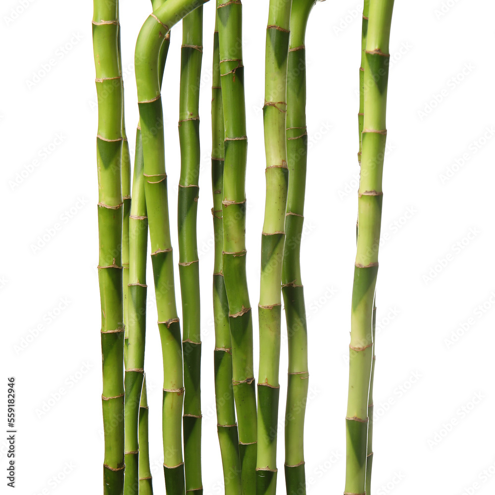 Obraz premium Bamboo stems on white background, closeup