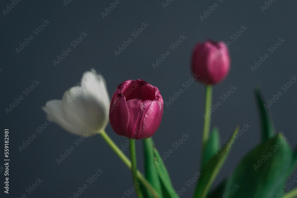 Fototapeta premium Pink and white tulips in a vase on a gray background.