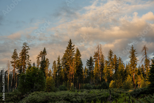 Morning Light Hits The Tips Of Pine Forest In The Backcountry of Yosemite