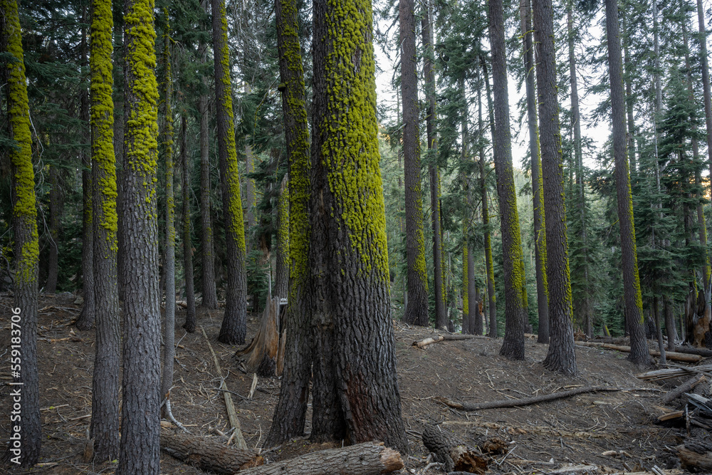 Moss Grows Above Snow Line in Pacific Northwest Forest Moss Grows Above Snow Line in Pacific Northwest Forest