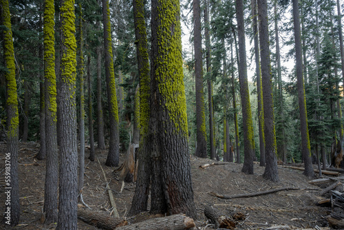 Moss Grows Above Snow Line in Pacific Northwest Forest
