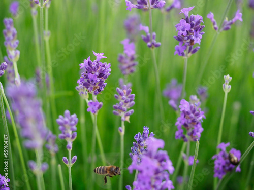 Beautiful lavender flowers in soft focus with a honeybee flying past