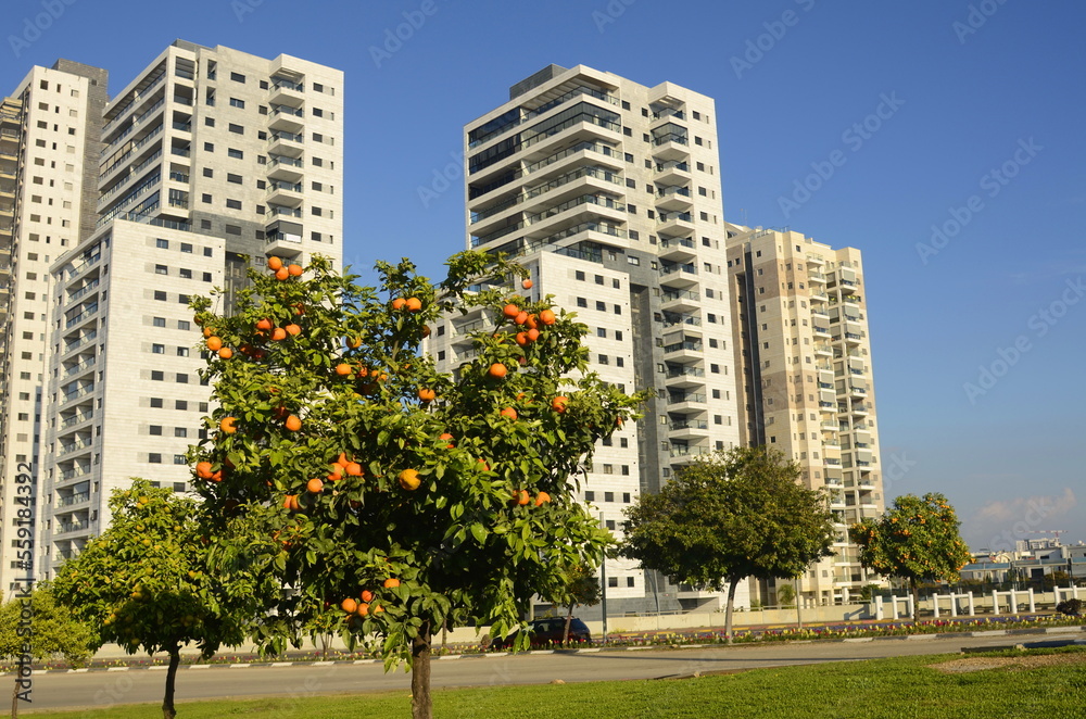 Fototapeta premium Construction of a residential building. Construction crane, tree with orange fruits. Garden next to an apartment building. Concept: buying a home, investment, mortgage, loan, price increase, real esta