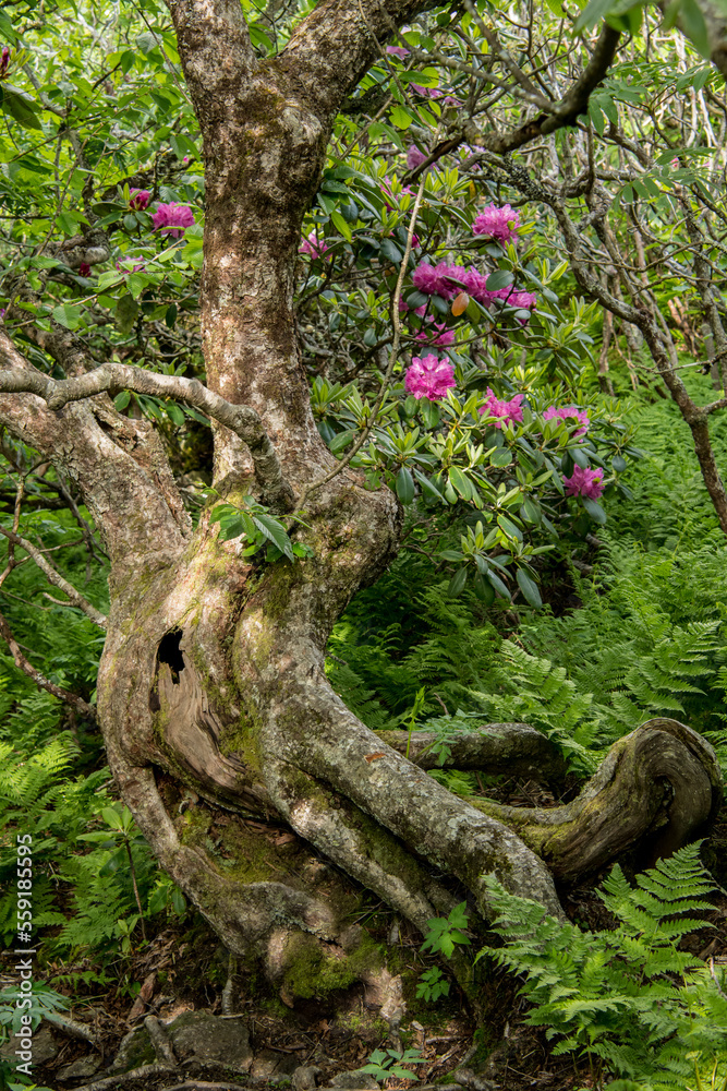 Gnarly Tree and Rhododendron Bushes