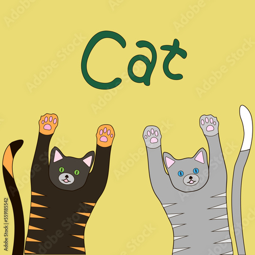 Cat cats paws kittens