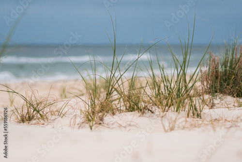Grass in Sand Dunes