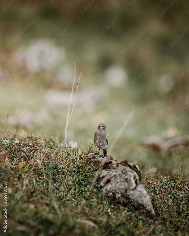 Single bird standing on rock in field Single bird standing on rock in field