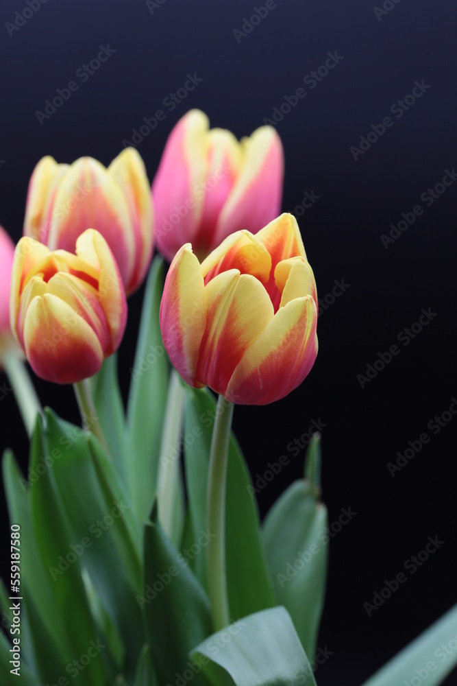 Fototapeta premium Beautiful flower in black vase on black background , process in vintage style