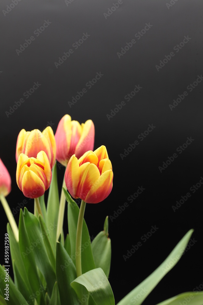 Beautiful flower in black vase on black background , process in vintage style Beautiful flower in black vase on black background , process in vintage style