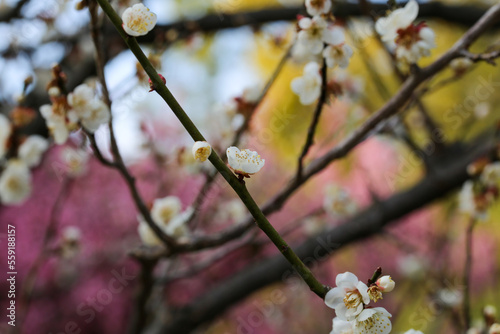 城南宮の梅の花 photo