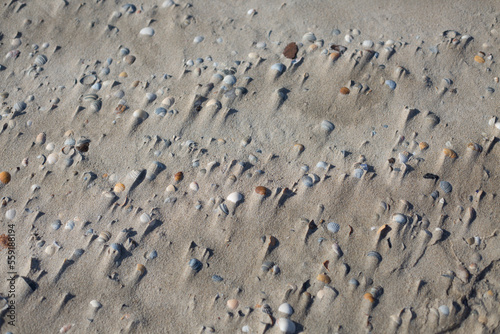 Muscheln im Strand von Texel