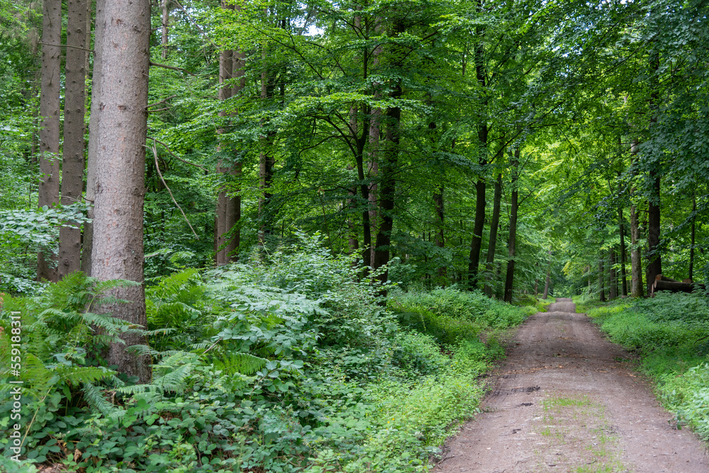 Obraz premium Waldweg im Sommer in Schleswig-Holstein, Deutschland