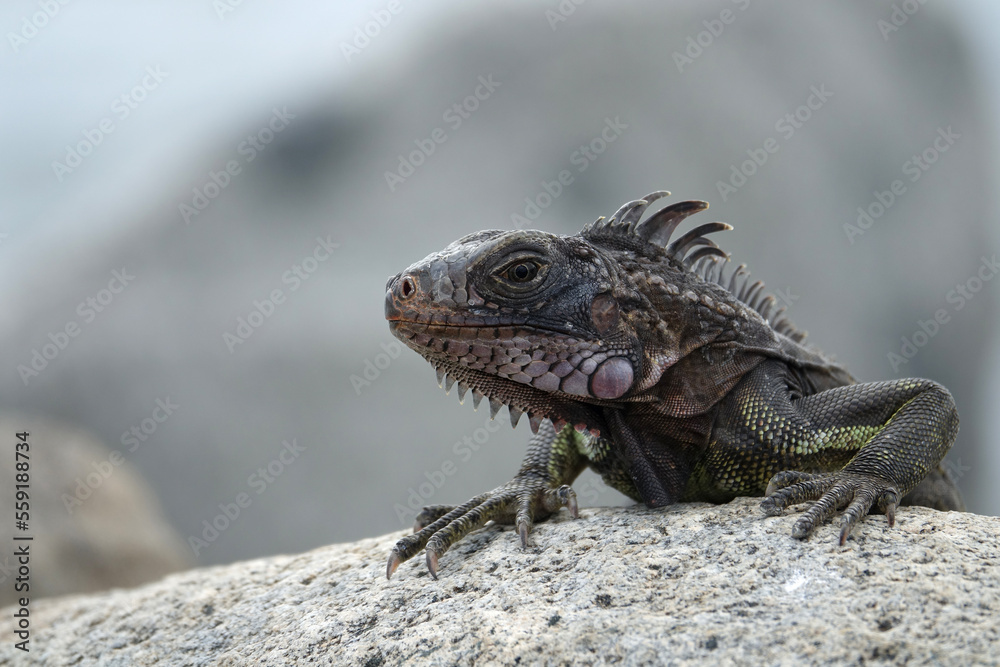 Fototapeta premium Caribbean green iguana climbing over stone