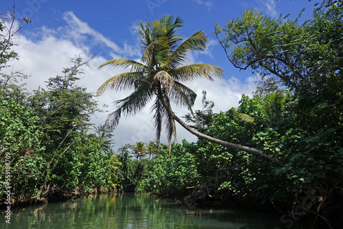 Palm tree leaning over Indian River on Dominica  Caribbean