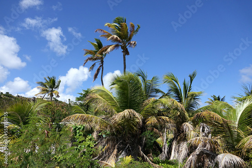 Caribbean palm trees against beautiful blue sky