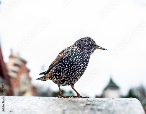 European starling in a park in the center of Paris