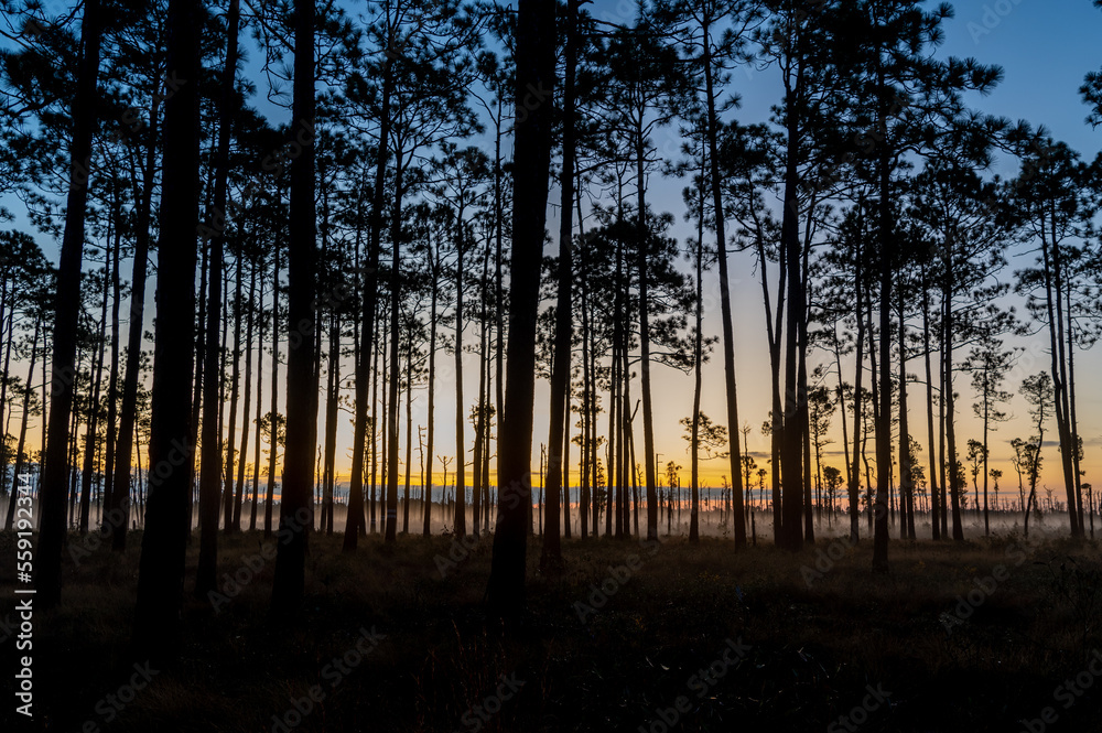 Longleaf Pine Savanna Morning Twilight Painted Sky Longleaf Pine Savanna Morning Twilight Painted Sky