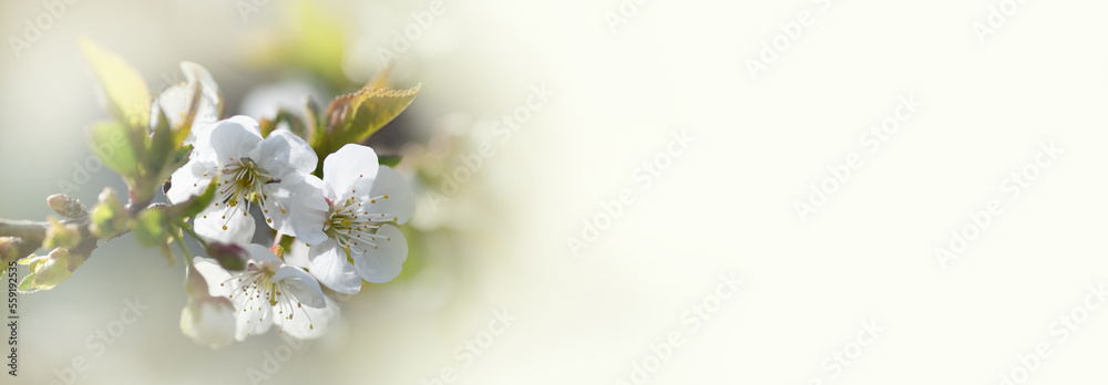 Banner, panorama for wedding, beauty them, blooming apple blossoms, white flowers, light background