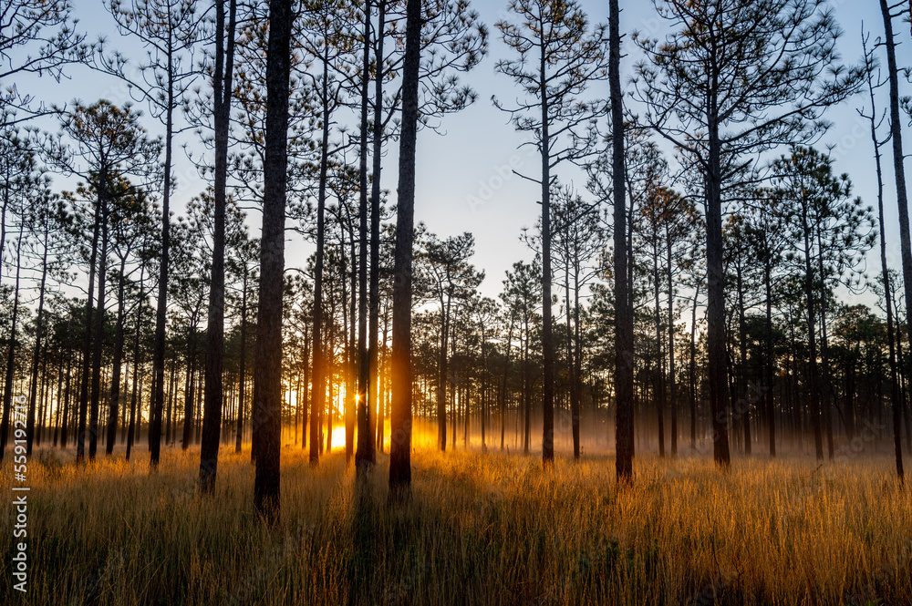 Sunrise in Longleaf Pine Savanna with Rays Sunrise in Longleaf Pine Savanna with Rays