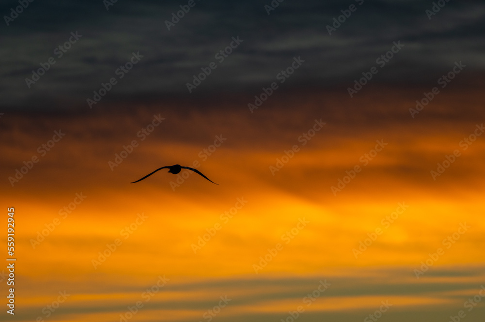 Gull Flight Colorful Sky